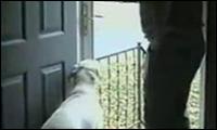 Der Hund und die Tür