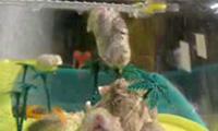 Hamster Fluchtversuch