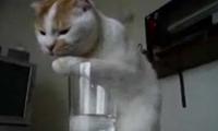 Durstige Katze