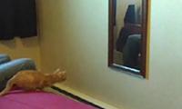 Die Katze und der Spiegel