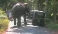 Elefant dreht durch