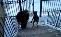 Hund geht die Treppe rauf