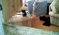 Kätzchen versucht zu springen