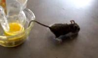Womit fängt man Mäuse?