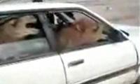 Zwei Kamele im Auto