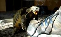 Die Schildkröte und der Turnschuh