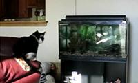 Katze vs Aquarium