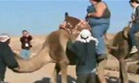 Das arme Kamel