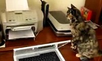 Katze vs Drucker