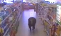 Eine Kuh im Supermarkt