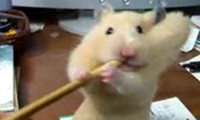 Hamster ist scharf auf Bleistifte
