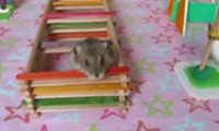 Hamster Parkour