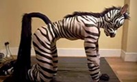 Geiles Zebra
