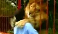 Mit einem Löwen schmusen Mit einem Löwen schmusen