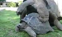 Schildkrötensex