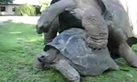 Schildkrötensex Schildkrötensex