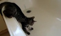 Katze in der Badewanne