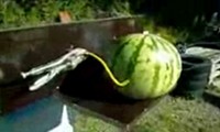 Wassermelone vs Starkstrom