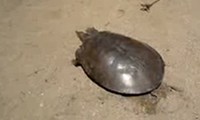 Schnellste Schildkröte der Welt