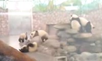 Panda auf der Flucht