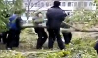 Polizisten vs Baum