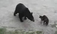 Katze vs Bär