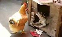 Huhn abschleppen