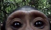 Ein Affe entdeckt die Kamera
