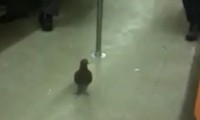 Eine Taube nimmt die Bahn
