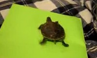Schildkrötenlaufband