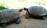 Schildkröten-Kampf