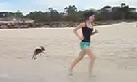 Süsse Baby Kängurus am Strand