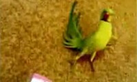 Tanzender Papagei