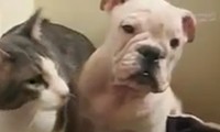 Der Hund und die Katze