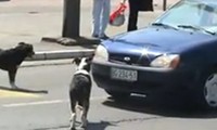 Hund vs Kennzeichen
