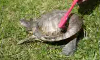 Tanzende Schildkröte