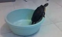 Eine Schildkröte auf der Flucht