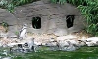 Pinguine auf Schmetterlingjagd