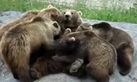 Bären-Gangbang