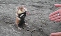 Aggressiver Hamster