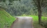 Rallyewagen gegen Baum