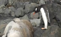 Pinguin springt auf einen komischen Stein