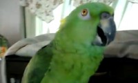 Der Papagei mit der Gesangsstimme