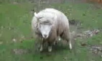 Hüpfendes Schaf spielt mit Hund
