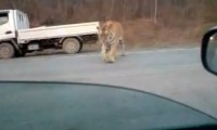 Tiger sucht eine Mitfahrgelegenheit Tiger sucht eine Mitfahrgelegenheit