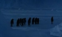 Pinguin legt sich lang