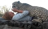 Mit einem Gepard kuscheln