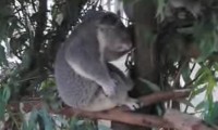 Rock n Roll Koala