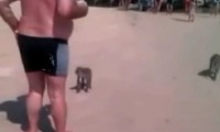 Affen ziehen altem Mann die Hose aus