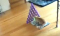 Laser-Bowling mit der Katze